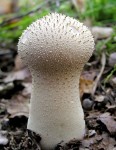 Lycoperdon perlatum (Puffball)