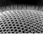 The compound eye of a fruit fly