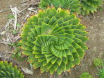 Aloe polyphylla Spiral