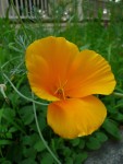 California Poppy