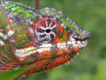 Panther Chameleon (Furcifer pardalis)