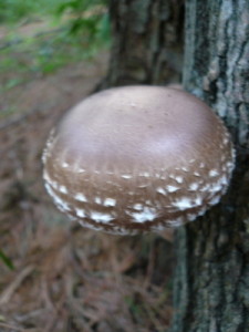 Shiitake - 2