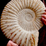 Spiral in an Ammonite Fossil